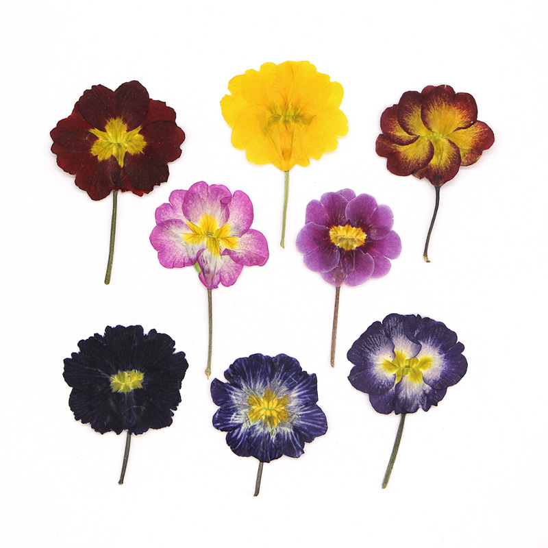 48Pcs European Primrose Teachi - Dried Flower Bookmark 리뷰 및 가격