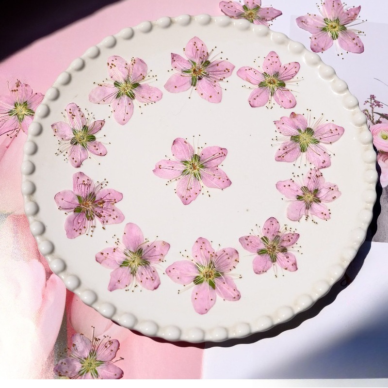 3-4cm./6pcs,Pink Peach Blossom - Dried Flower Bookmark 리뷰 및 가격