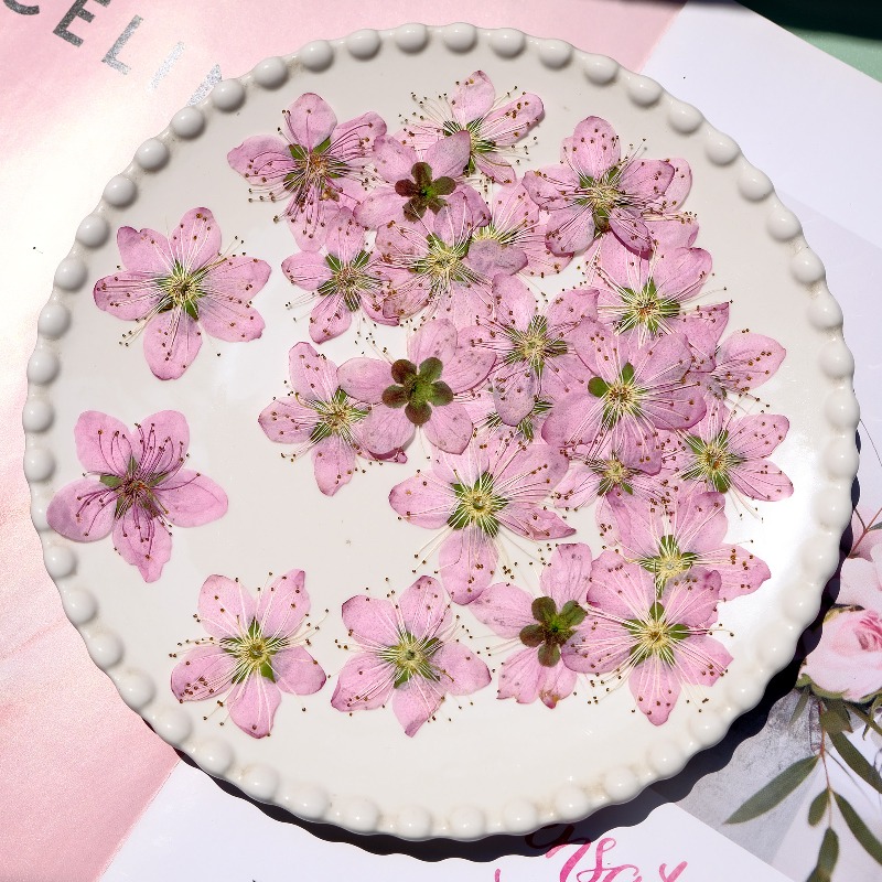3-4cm./6pcs,Pink Peach Blossom - Dried Flower Bookmark 리뷰 및 가격