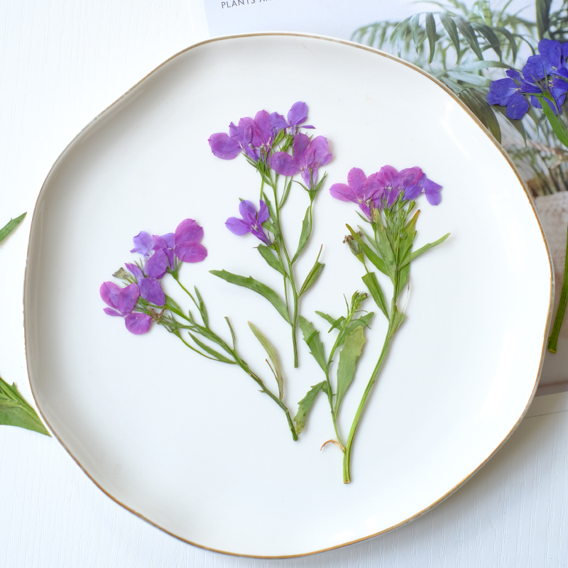 6pcs/8-13cm,nature Lobelia Eri - Dried Flower Bookmark 리뷰 및 가격
