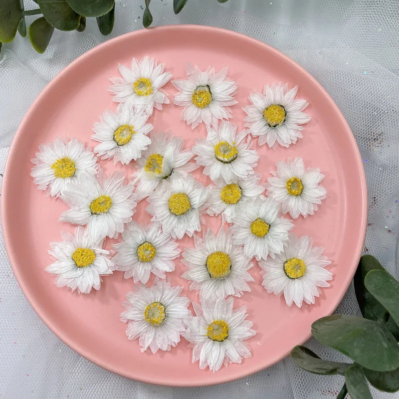 24pcs/2-4CM,Natural Pressed Fl - Dried Flower Bookmark 리뷰 및 가격