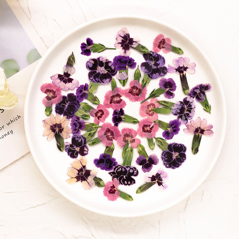 24pcs,Pressed Dried Dianthus F - Dried Flower Bookmark 리뷰 및 가격