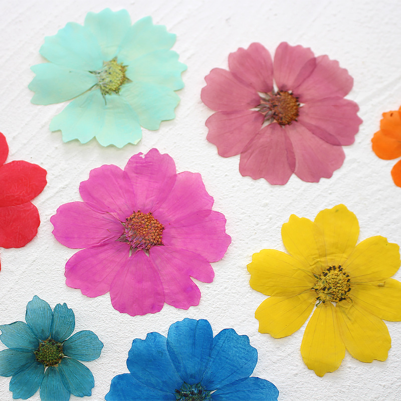 36Pcs Large Cosmos Flower Drie - Dried Flower Bookmark 리뷰 및 가격
