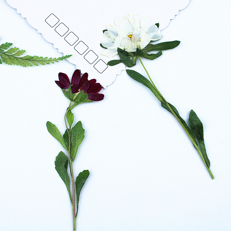 24pcs,Mini Chrysanthemum Press - Dried Flower Bookmark 리뷰 및 가격